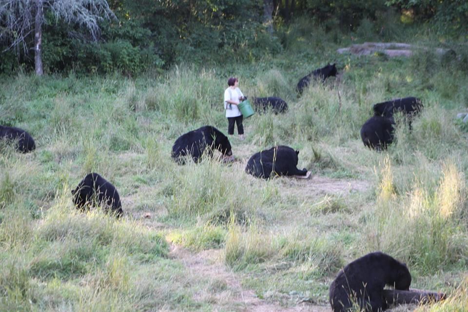 Vince Shute Wildlife Sanctuary American Bear Association