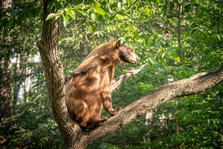 Vince Shute Wildlife Sanctuary American Bear Association