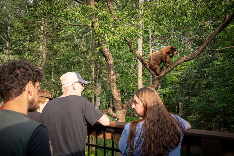 Vince Shute Wildlife Sanctuary American Bear Association